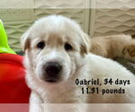 Small #6 Anatolian Shepherd-Great Pyrenees Mix