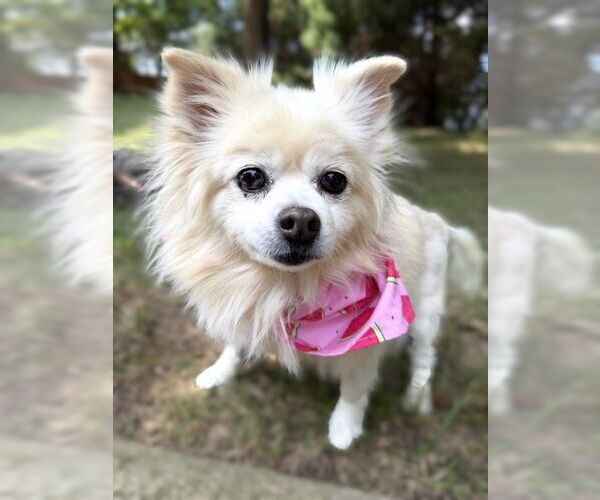 Medium Photo #8 Pomeranian Puppy For Sale in Arlington, VA, USA