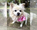 Small #7 Pomeranian
