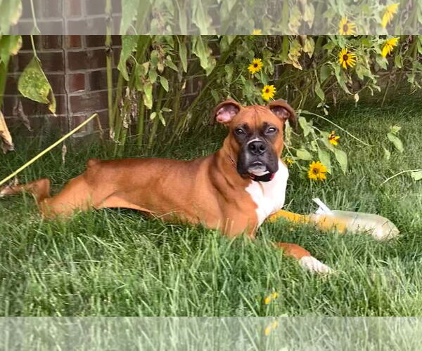Medium Photo #1 Boxer Puppy For Sale in Burnsville, MN, USA