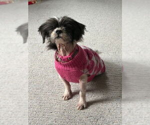 Shih Tzu Dogs for adoption in Springdale, PA, USA