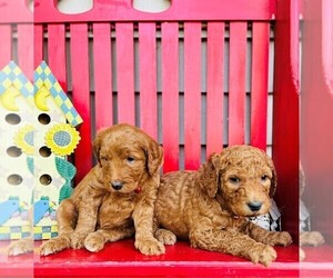 Double Doodle Puppy for sale in ANDERSON, IN, USA
