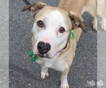 Small #4 Bulldog Mix