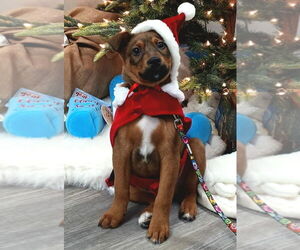 German Shepherd Dog Dogs for adoption in Minneapolis, MN, USA