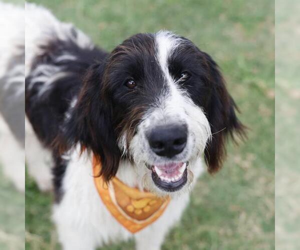 Medium Photo #1 Field Spaniel-Unknown Mix Puppy For Sale in San Antonio, TX, USA