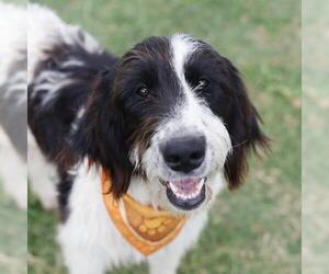Field Spaniel-Unknown Mix Dogs for adoption in San Antonio, TX, USA