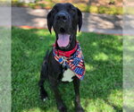 Small Photo #4 Great Dane Puppy For Sale in Bullard, TX, USA