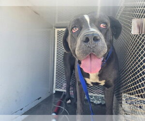 Mastiff Dogs for adoption in Bakersfield, CA, USA