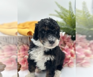 Cocker Spaniel Puppy for sale in FLAT ROCK, NC, USA