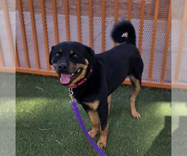 Medium Photo #1 Rottweiler-Unknown Mix Puppy For Sale in Las Vegas, NV, USA
