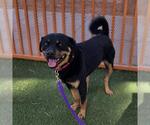 Small Rottweiler Mix