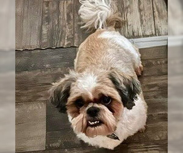 Medium Photo #1 Shih Tzu Puppy For Sale in Canton, CT, USA