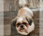 Small Shih Tzu