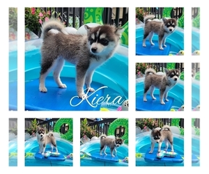 Pomsky Puppy for sale in NILES, OH, USA