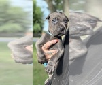 Small #5 Cane Corso