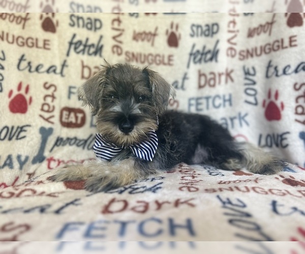 Medium Photo #1 Schnauzer (Miniature) Puppy For Sale in LAKELAND, FL, USA
