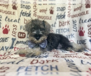 Schnauzer (Miniature) Puppy for sale in LAKELAND, FL, USA