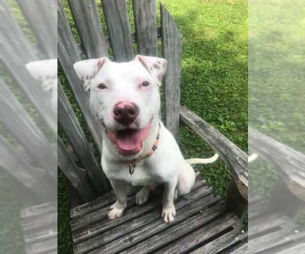 Medium Photo #2 American Staffordshire Terrier-Unknown Mix Puppy For Sale in Arlington, VA, USA