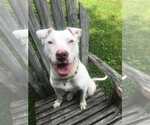 Small #1 American Staffordshire Terrier Mix