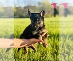 Small Photo #17 German Shepherd Dog Puppy For Sale in ROCKFIELD, KY, USA