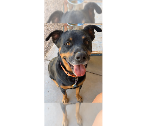 Medium Photo #25 Rottweiler Puppy For Sale in Gilbert, AZ, USA