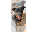 Small #24 Rottweiler