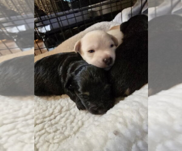 Medium Photo #3 Malchi Puppy For Sale in Pacifica, CA, USA