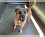 Small #1 Chow Chow-German Shepherd Dog Mix