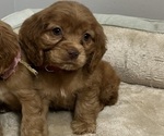 Puppy Mira Cocker Spaniel