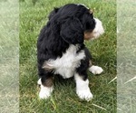 Small #11 Bernedoodle