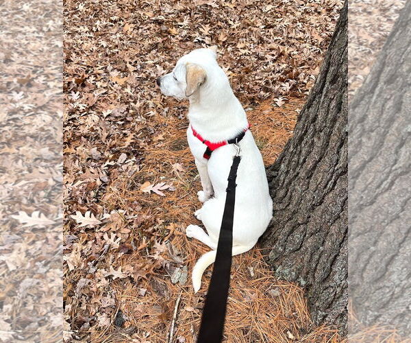 Medium Photo #3 Beagle-Unknown Mix Puppy For Sale in Wakefield, RI, USA