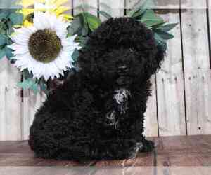 Poodle (Miniature) Puppy for sale in MOUNT VERNON, OH, USA