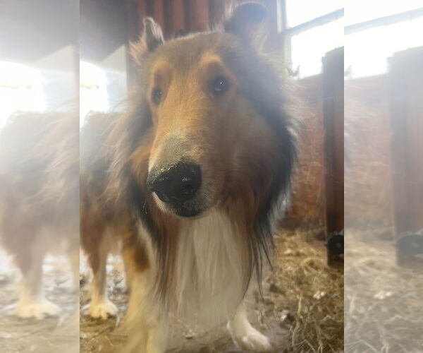 Medium Photo #2 Collie Puppy For Sale in Pueblo West, CO, USA