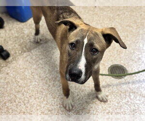 German Shepherd Dog-Unknown Mix Dogs for adoption in Pueblo, CO, USA