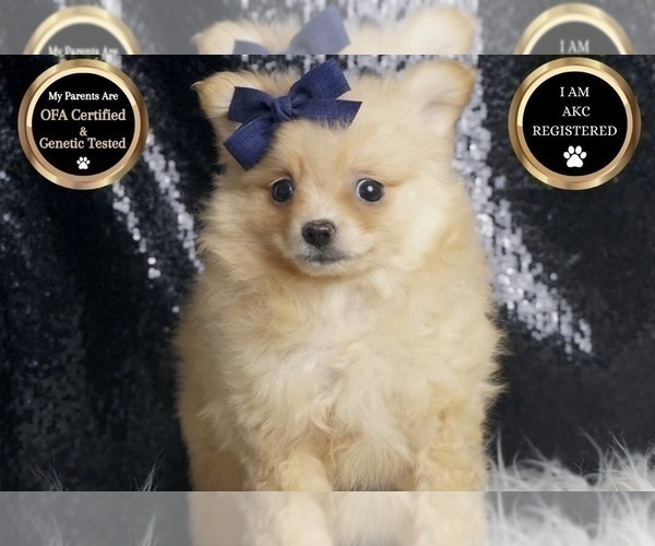 Medium Photo #63 Pomeranian Puppy For Sale in WARSAW, IN, USA
