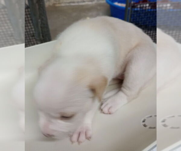 Medium Photo #3 American Pit Bull Terrier-Unknown Mix Puppy For Sale in Great Bend, KS, USA