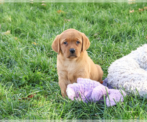 Labrador Retriever Puppy for sale in SYRACUSE, IN, USA