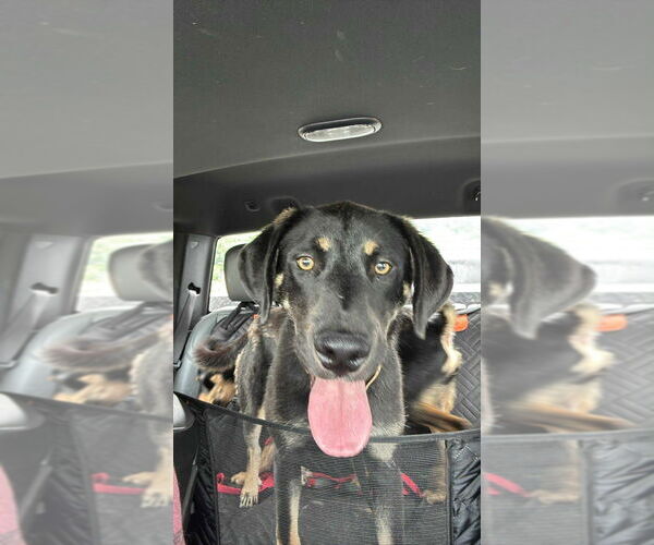Medium Photo #4 Mutt Puppy For Sale in Brewster, NY, USA