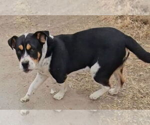Maximus - Male Beabull Dog for Adoption - Photo #2
