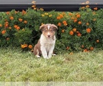 Small #2 Border Collie-Bordoodle Mix