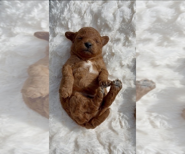 Medium Photo #3 Goldendoodle (Miniature) Puppy For Sale in RANDOLPH, WI, USA