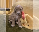 Small #1 Poodle (Standard)