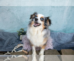 Small Photo #1 Aussiedoodle Miniature  Puppy For Sale in CLARE, MI, USA