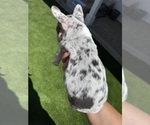 Small #6 French Bulldog