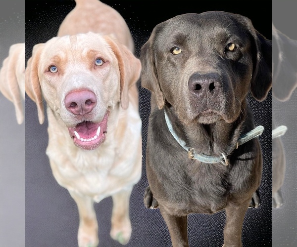 Medium Photo #1 Labrador Retriever Puppy For Sale in MORGAN, TX, USA