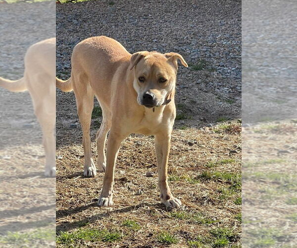 Medium Photo #3 Labrador Retriever-Unknown Mix Puppy For Sale in New York, NY, USA