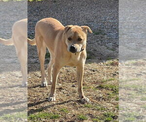 Missy (GA) - Female Labrador Retriever-Unknown Mix Dog for Adoption - Photo #3