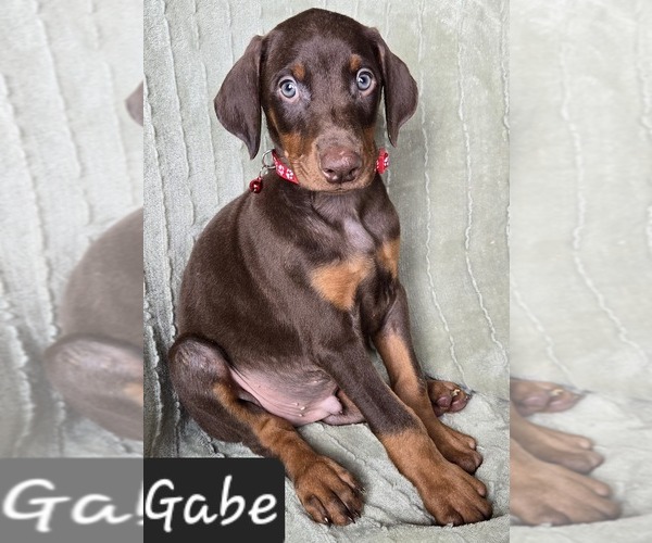 Medium Photo #2 Doberman Pinscher Puppy For Sale in POMEROY, OH, USA