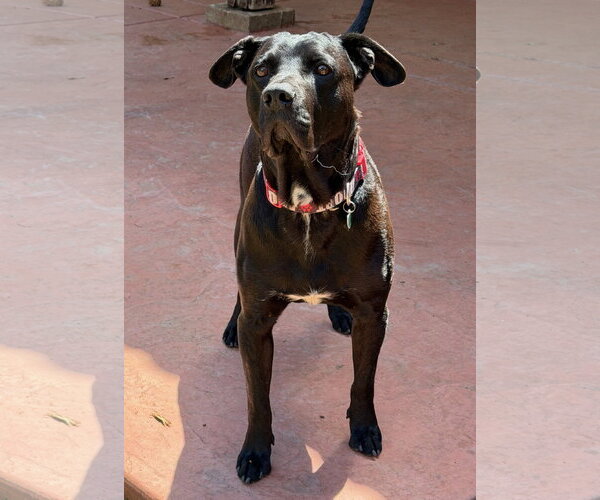 Medium Photo #5 Labrador Retriever-Unknown Mix Puppy For Sale in Lake Elsinore, CA, USA