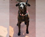 Small Photo #5 Labrador Retriever-Unknown Mix Puppy For Sale in Lake Elsinore, CA, USA